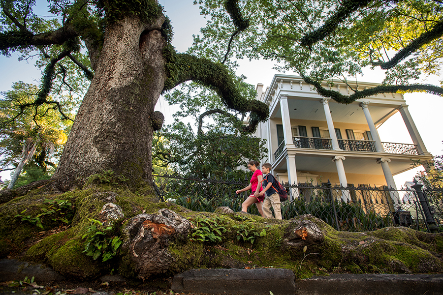 The roots of a live oak tree crack and envelope the curb and sidewalk in front of the Brevard-Rice house in the Lower Garden District. 